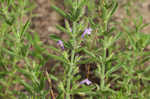 Drummond's false pennyroyal